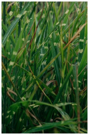 Aanbesteding koolstofcertificaten geopend voor verwerkers van biobased grondstoffen