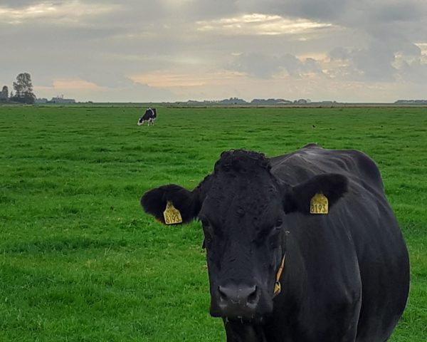 Transitie van de landbouw kan op veel verschillende manieren