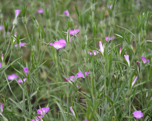 15 nieuwe aanvragen voor Investeringsfonds Duurzame Landbouw