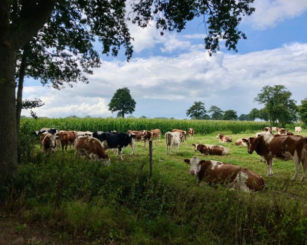 College Boer met melkveehouder Jan Woudstra: 'De kringloop lekt bij de mens'