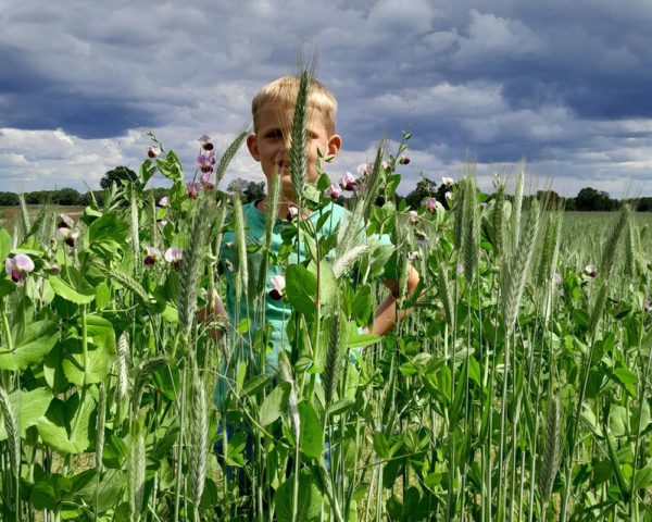 Melkveebedrijf Wesselink maakt omslag naar biologisch: “Duurzaam, maar ook praktisch”