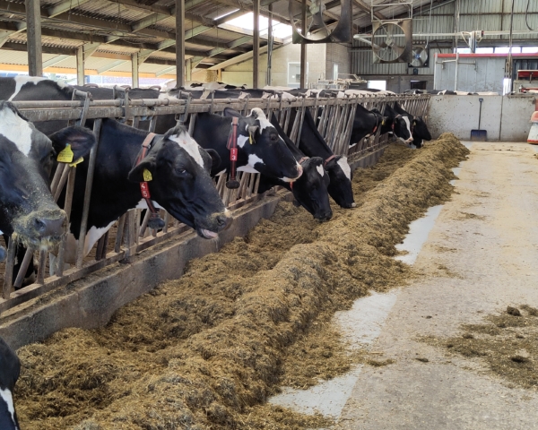 Melkveehouderij van Lars van Loenhout