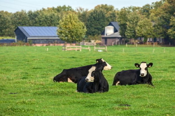 Foto van weiland met op de voorgrond drie liggende koeien.
